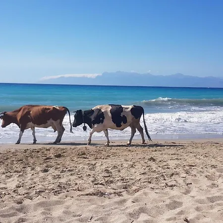 Nora, 1 Διαμέρισμα Άγιος Σπυρίδωνας
